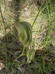 Pterostylis baptistii