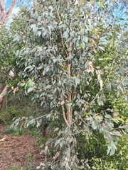 Eucalyptus