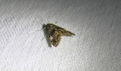 Elophila obliteralis
