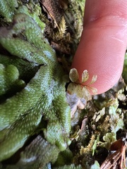 Rhizomnium punctatum