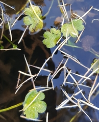 Ranunculus natans