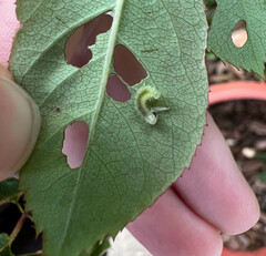 Cladius pectinicornis