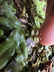 Rhizomnium punctatum
