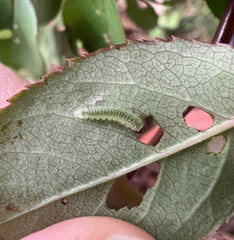 Cladius pectinicornis