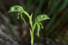 Pterostylis prasina