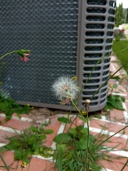 Crassocephalum crepidioides