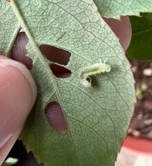 Cladius pectinicornis