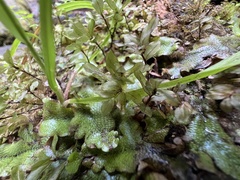 Rhizomnium punctatum