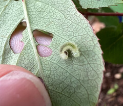 Cladius pectinicornis