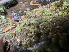 Rhizomnium punctatum