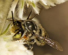Megachile macularis