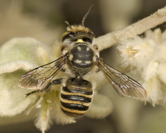 Megachile macularis