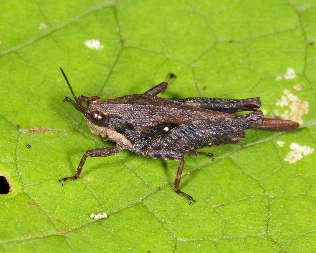 Tettigidea