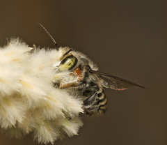 Megachile macularis