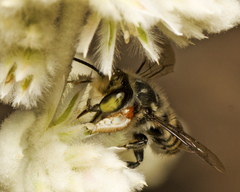 Megachile macularis