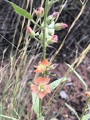 Sphaeralcea angustifolia