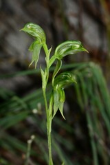 Pterostylis prasina