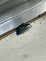 Chrysididae