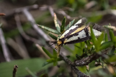 Diapatela semophanes