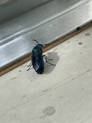 Chrysididae