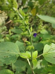 Salvia mexicana
