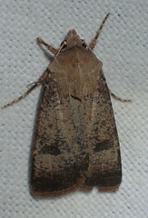 Agrotis trux