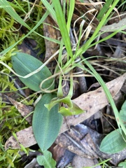 Chiloglottis valida