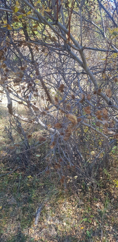 Japanese bog birch (Betula fruticosa)
