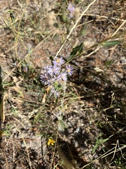 Dieteria canescens