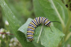 Danaus plexippus plexippus