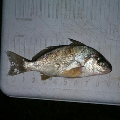 Leiostomus