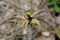 Caladenia toxochila