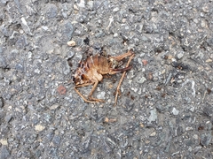 Tachycines asynamorus