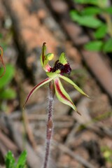 Caladenia toxochila
