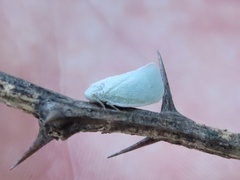 Flatormenis proxima
