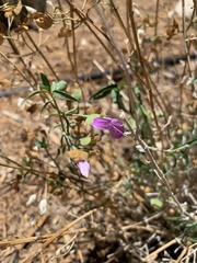 Dicliptera resupinata