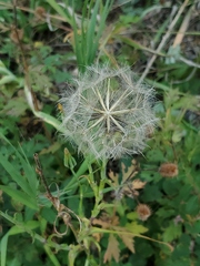 Tragopogon dubius
