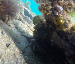 Brachaluteres jacksonianus