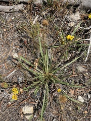 Pyrrocoma apargioides