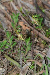 Caladenia toxochila