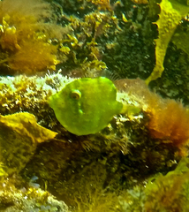 Brachaluteres jacksonianus