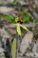 Caladenia toxochila