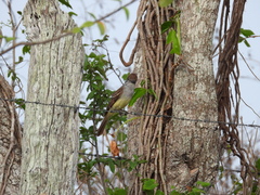 Myiarchus