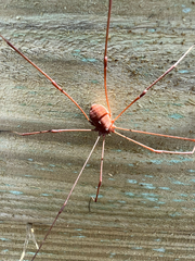 Sclerosomatidae