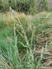 Poa labillardierei