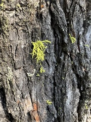 Letharia vulpina
