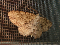 Melanolophia canadaria