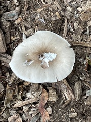 Pluteus