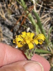 Pyrrocoma apargioides