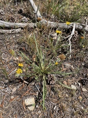 Pyrrocoma apargioides